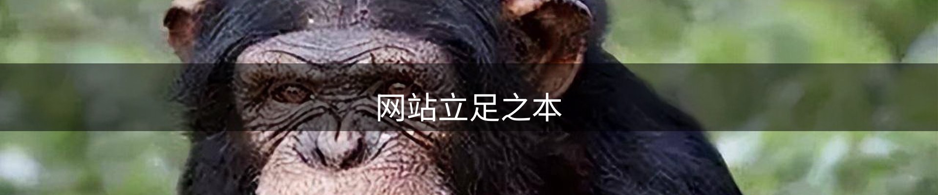网站立足之本
